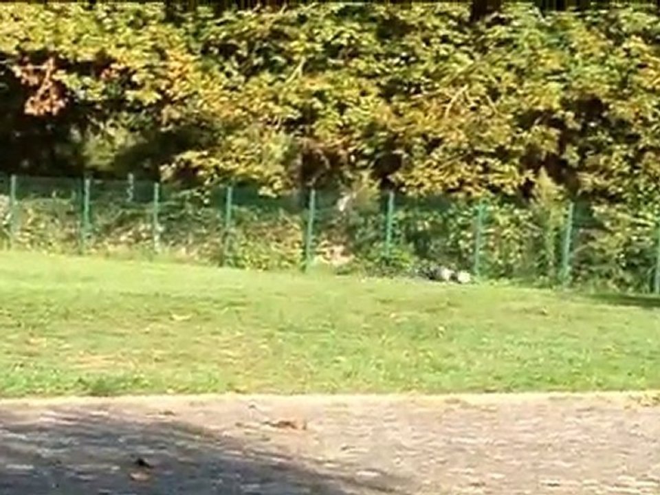 Traxxas E-Maxx Brushless with RollCage