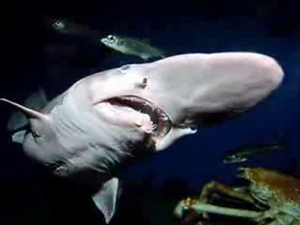 Stranges Creatures