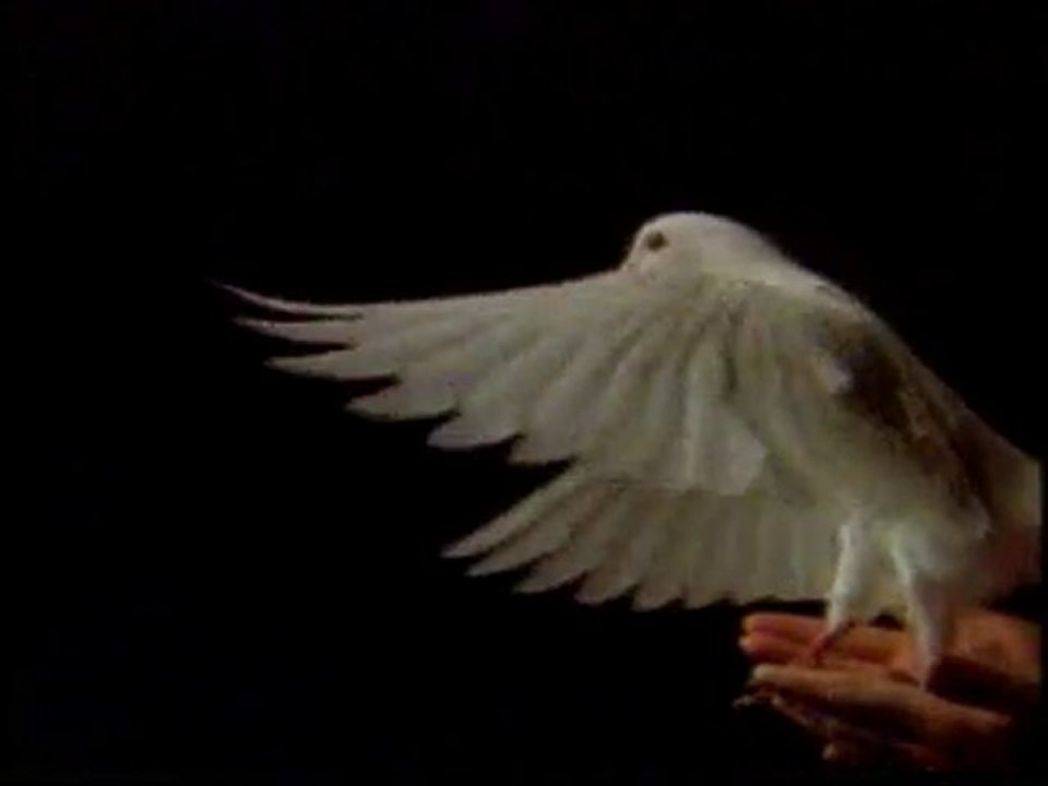 Turnalar Uçtu Derken ( M. Fethullah Gülen'e özel )