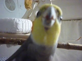 calopsitte ,jorj ,kill bill à sa façon !!!