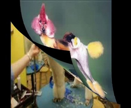 PUPPIES FOR SALE IN MIAMI FL 33144 PUPPIES TO GO