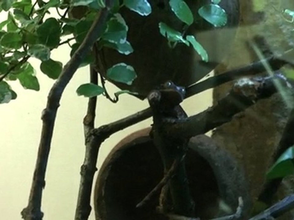 saut Gecko