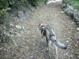 Loup Tchèque en recherche !  A.G.E.C.