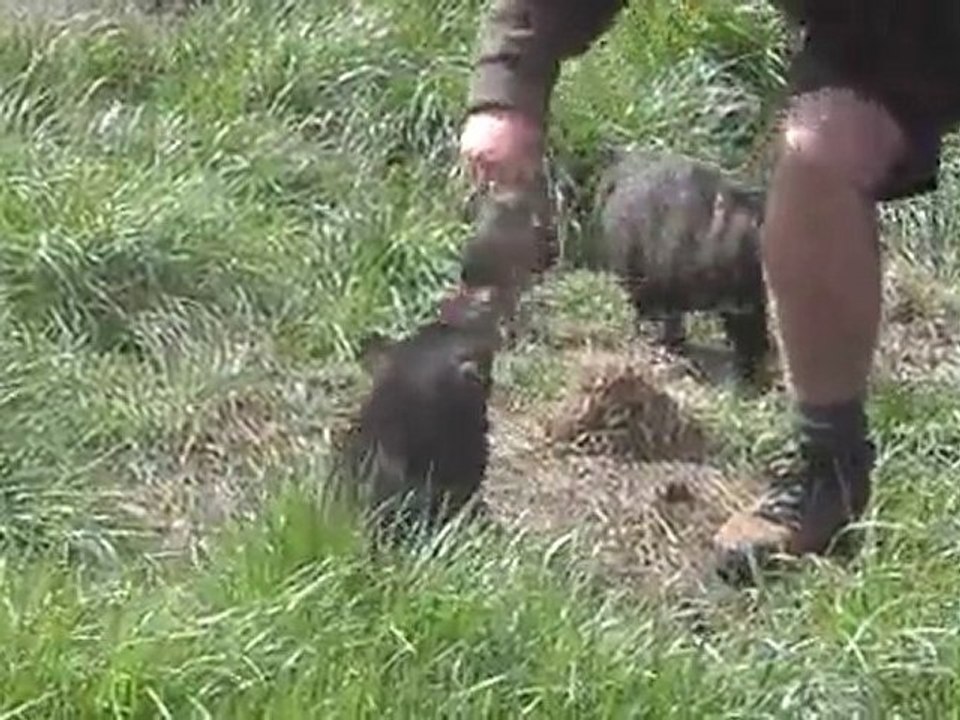 Tasmanian Devil