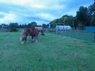 Abeille jument de trait du nord