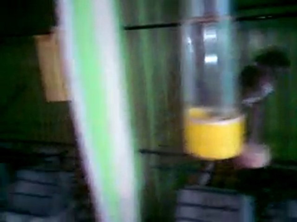 Tümay AŞÇIOĞLU 2010  Gloster Yavru