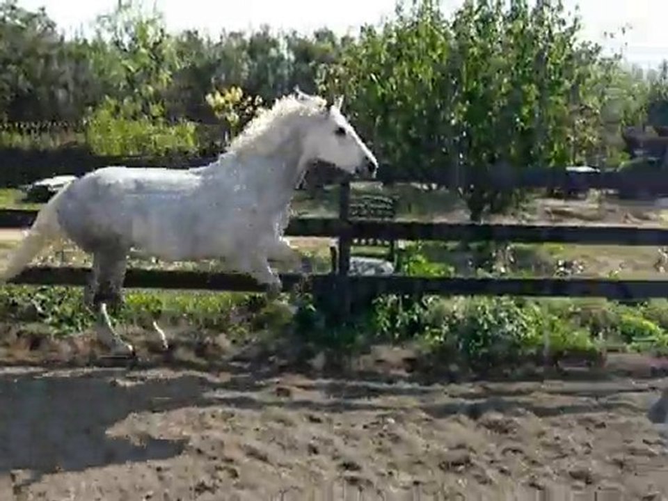 nesquick sauts en liberté