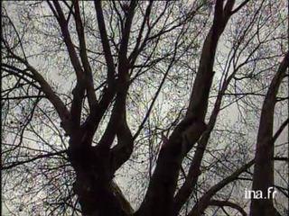 Info? Intox? Une prime de 500.000 francs par arbre sauvé à Paris?