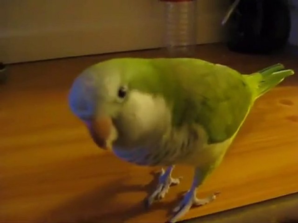 Amazing Parrot Talking