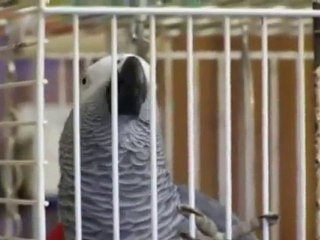AMAZING Parrot Talking