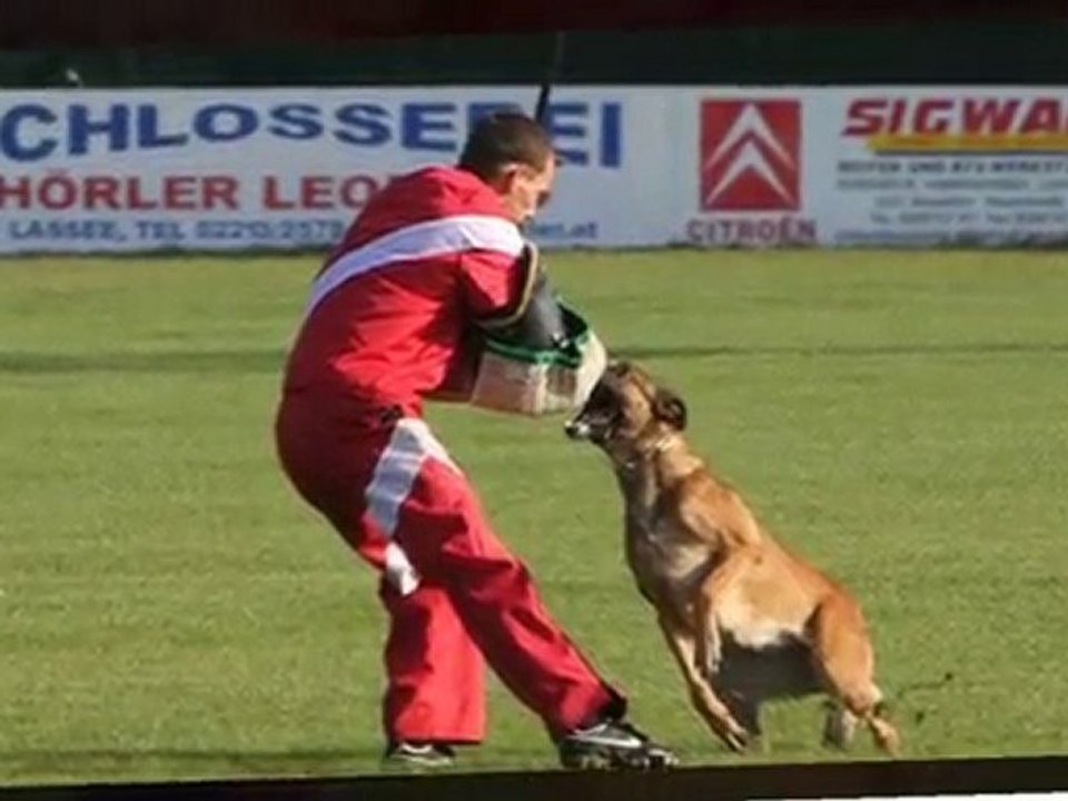 Portofilo FCI-Quali-2011-Schriefl/Greta