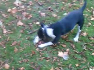 Baxter bull terrier de 4 ans à adopter