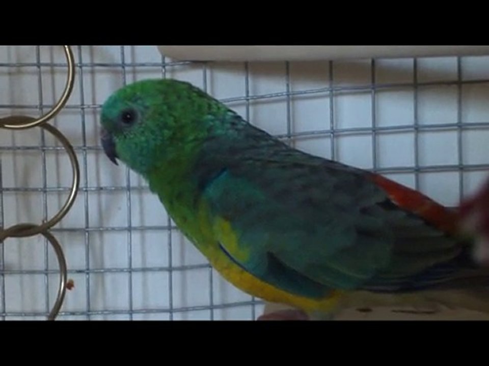 Alto chante