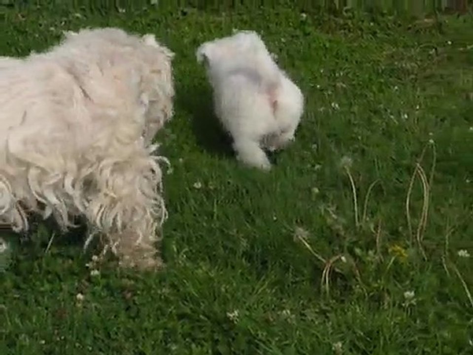 Vidéo F1 01.10.10