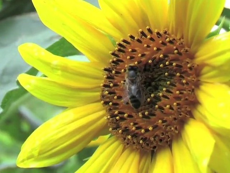 Georges Picot apiculteur