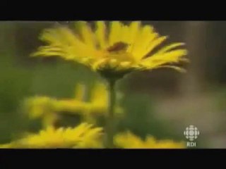 [1/3] Monsanto pur-porc