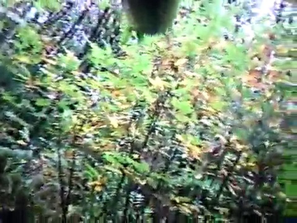 battue sanglier chevreuil :chevreuil tiré a bevenais 10/2010