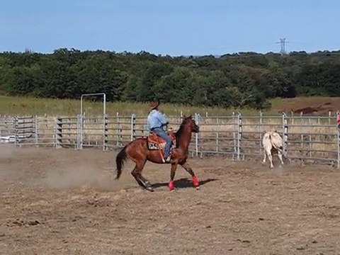 stage travail de betail 82 (1)