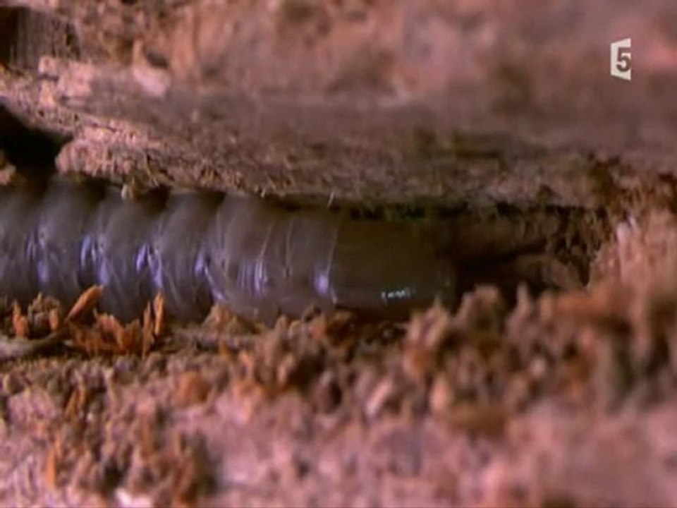 surprenantes petites bêtes(les rois du camouflage) partie2