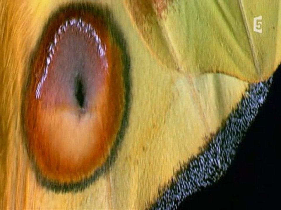 surpenantes petites bêtes (les rois du camouflage) partie3