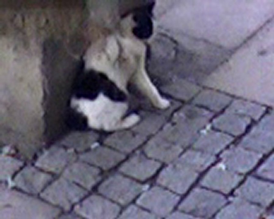 Kedinin Kurtuluşu :(