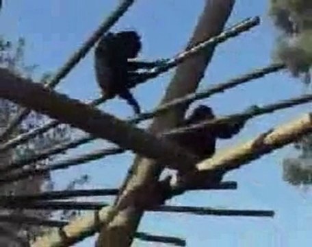 Hayvanlar Alemi Komik Dublaj