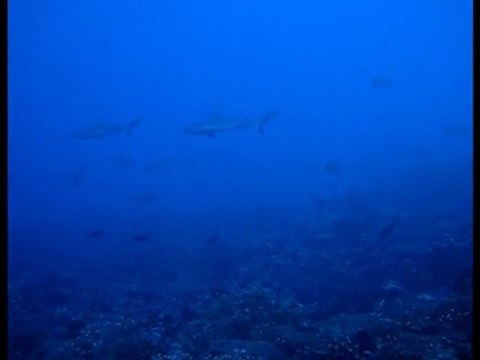 Plongée polynésie, baleine raiatea diving