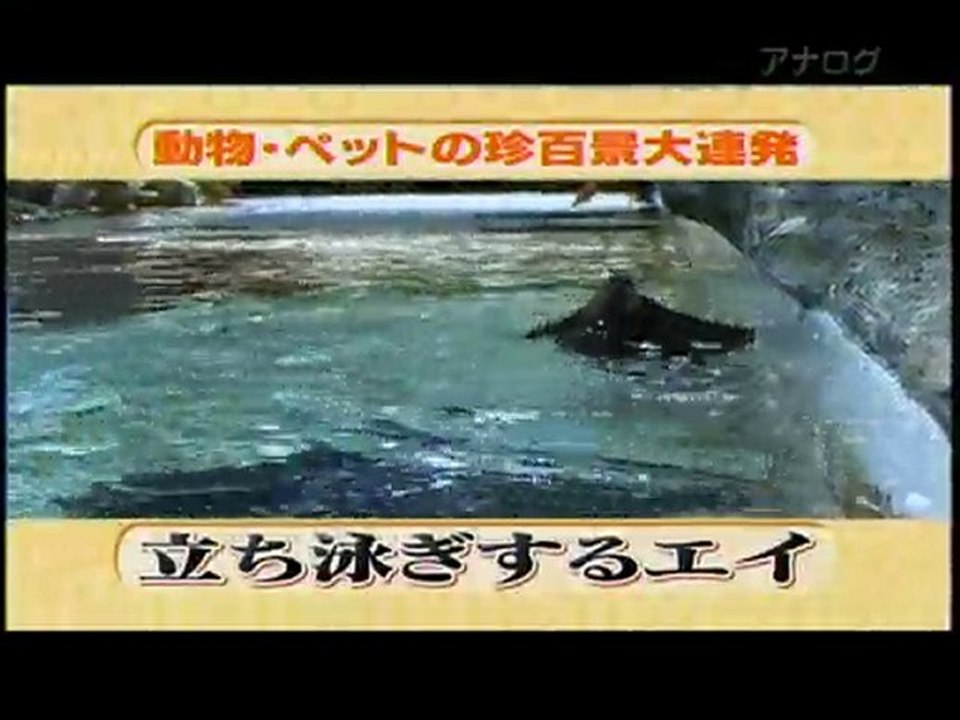 friendly ray