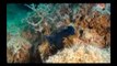 Plongée polynésie, raiatea diving, wreck dive, épave nordby