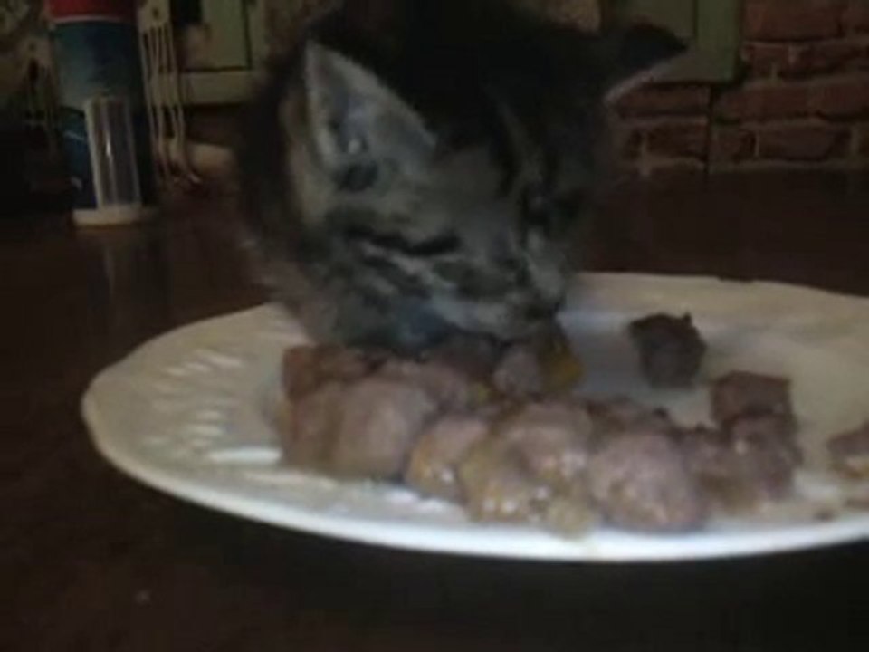 chaton mignon