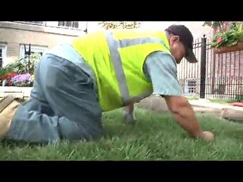 Chicago landscaping sod installation and maintenance tips