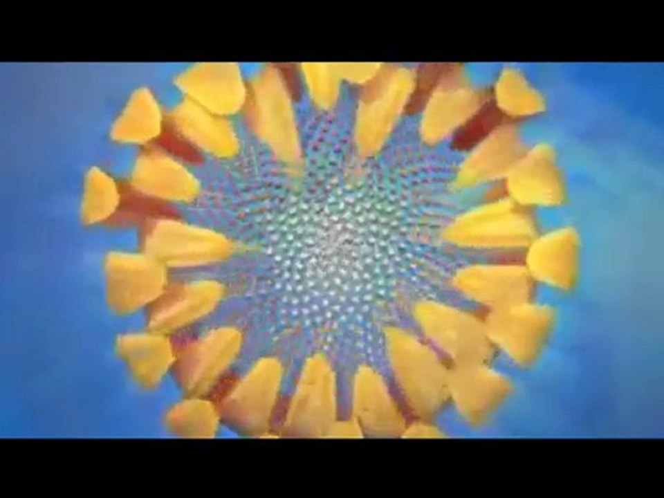 Nature by Numbers - Altın Oran (Sayıların Doğası)