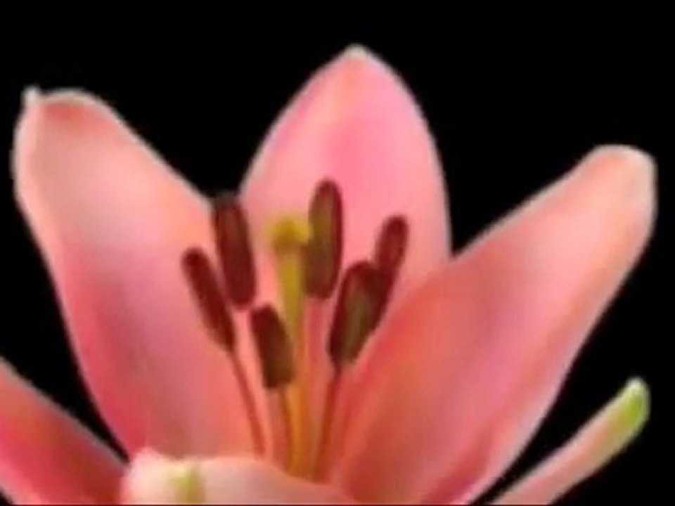 ♥♥кнαℓιк мнαуα нαвιвι♥♥