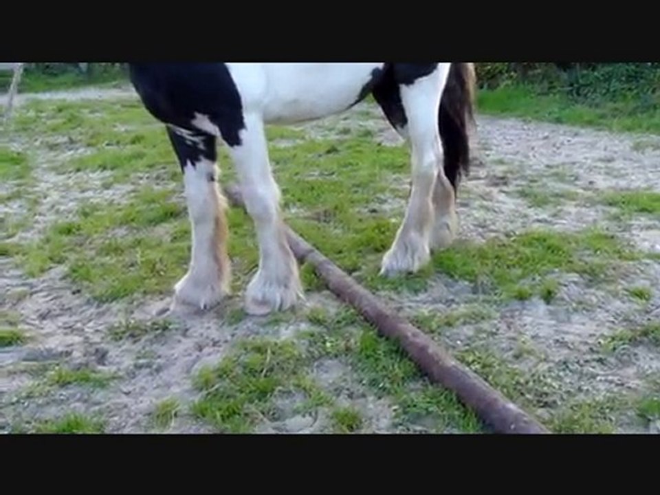 Ulky, irish cob séance etho.