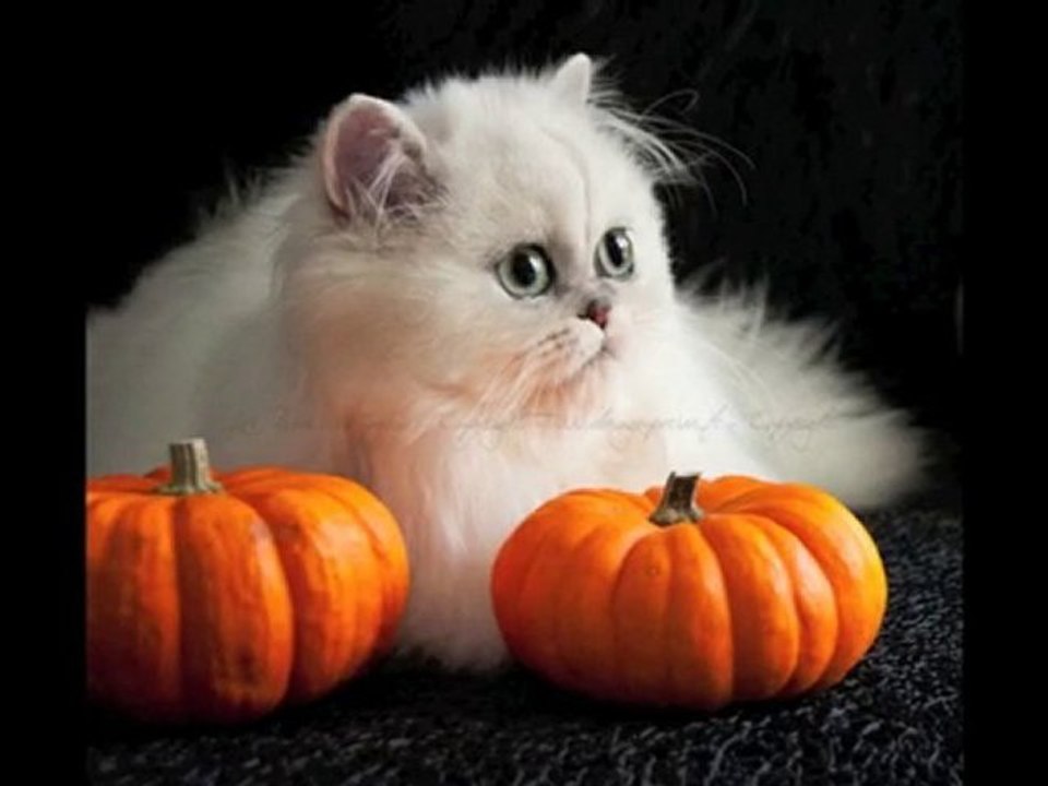 CHAT PERSAN CHINCHILLA