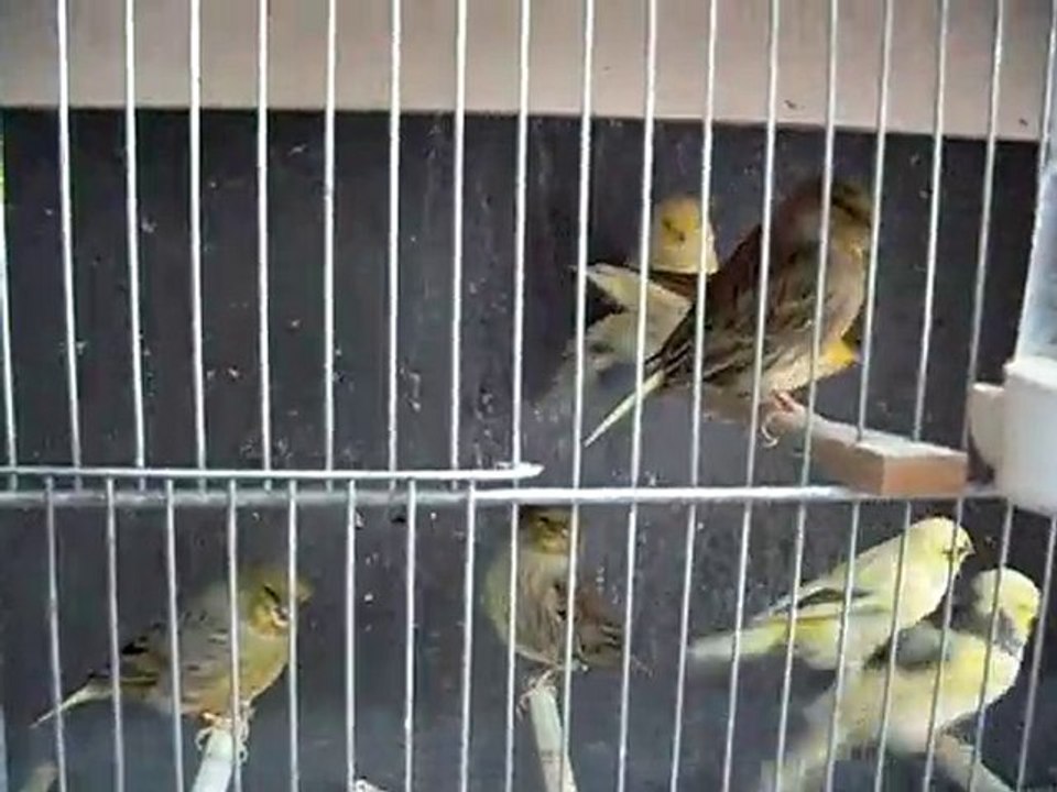 İrfan's Glosters 2010 Kabak Yavrular