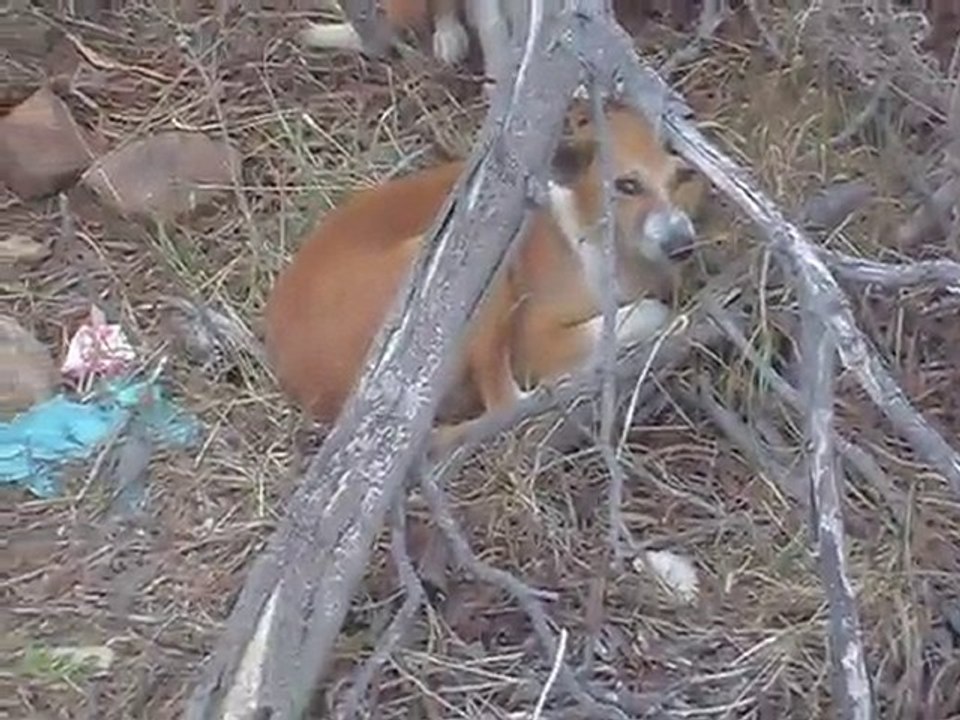 Route de Rabat (Maroc) - Attaqués par une meute de loups