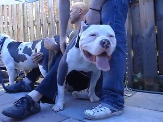 XTREM BULLY PITBULLS "FARO" x "GRENGA"