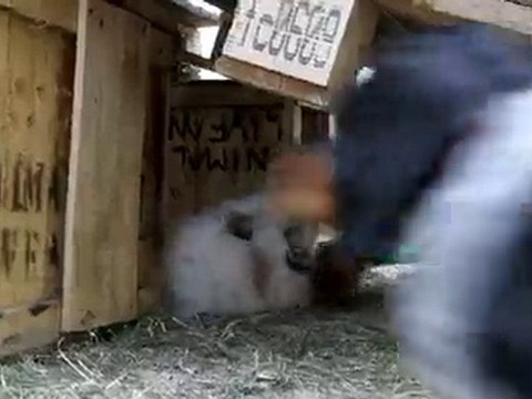 chiots setter anglais jouent