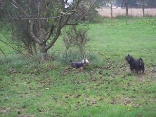 Yorkies en folie !