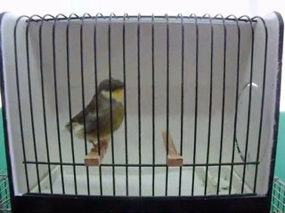 AHRAC TEPELi ERKEK | 052-2010