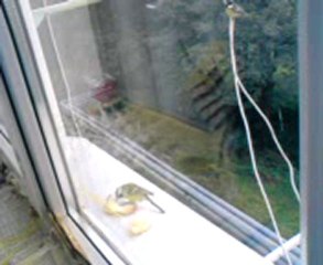 жую на лету