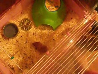 les enfants decouvrent que noisette est maman :)