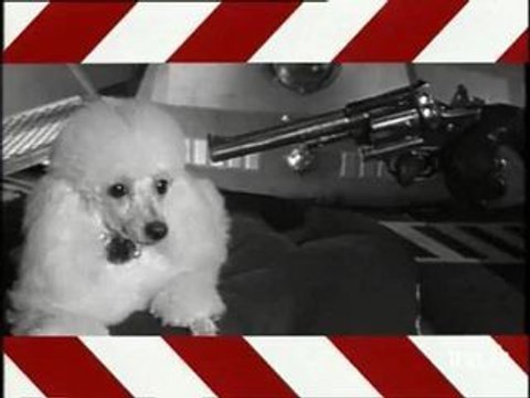 Séquence femmes de chanteurs morts