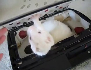 La PS3 convertible en lit pour furet