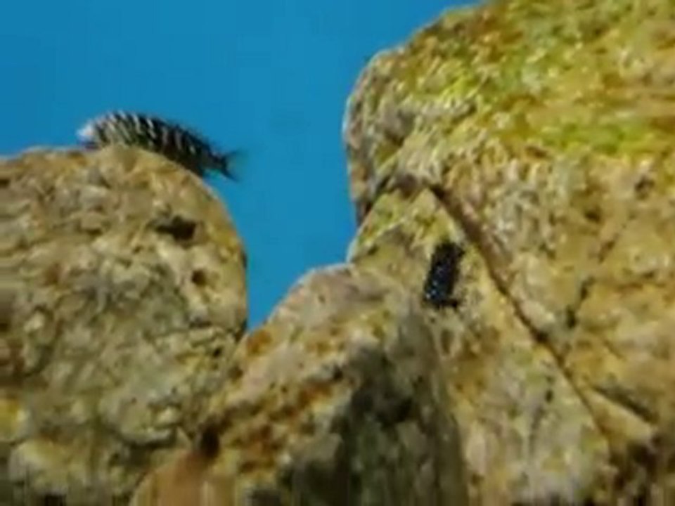 Duboisi