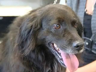 Calaisis TV : L'oeilleton LPA 1 TOILETTAGE