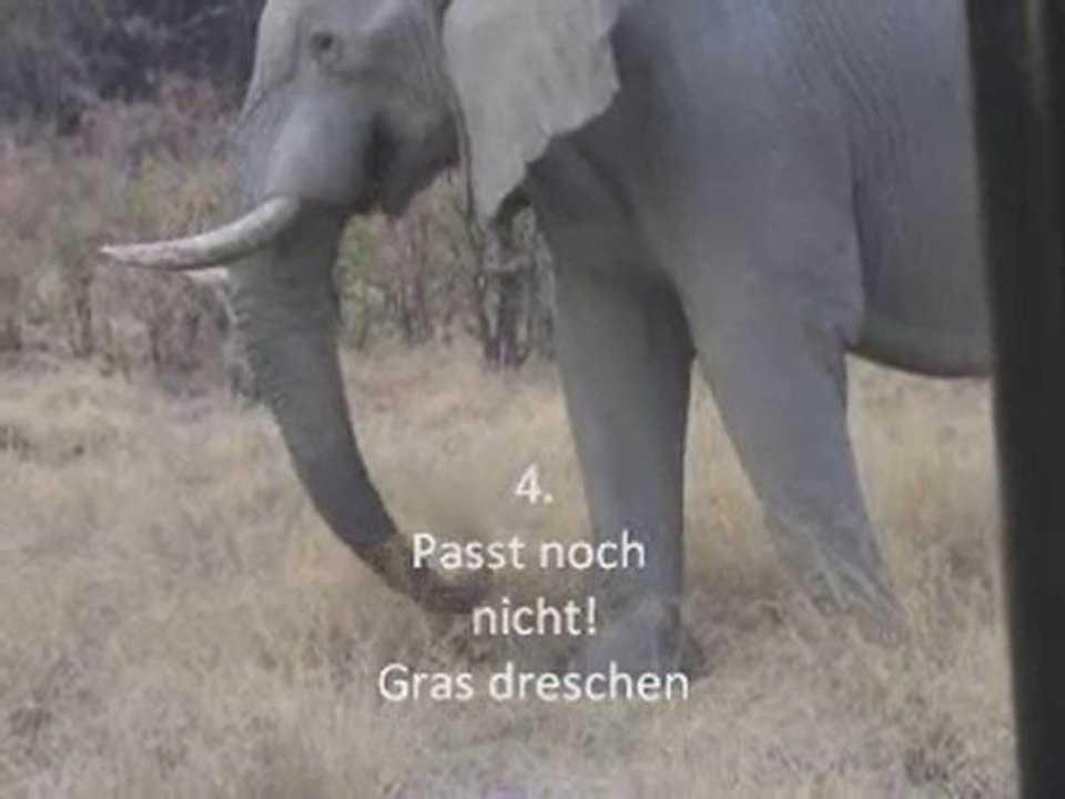 Elefanten fressen Gras