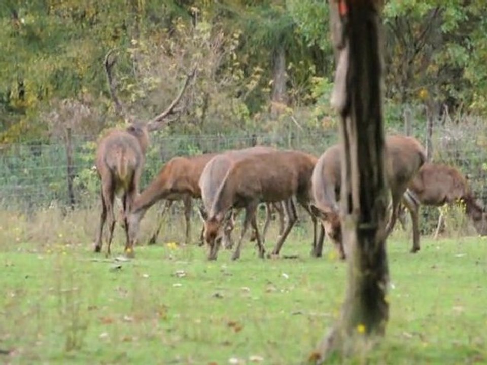 Rothirsch / Rotwild im Wildgehege Hellenthal