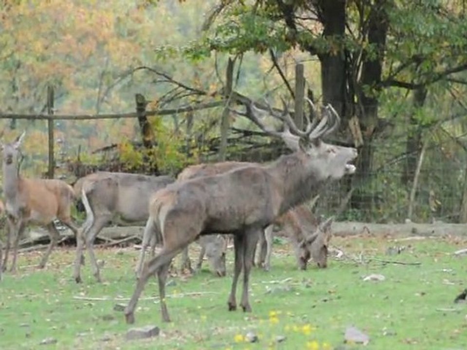 Laute des Rothirschs im Wildgehege Hellenthal